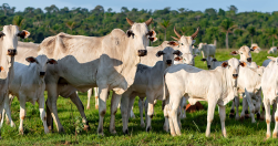 Pecuária do Rio Grande do Norte - Uma breve visão da pecuária potiguar